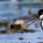 204A4723 Avocette élégante